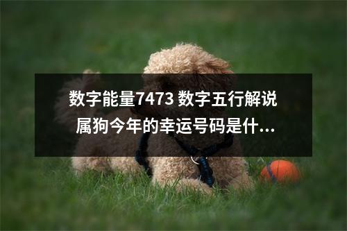 数字能量7473 数字五行解说  属狗今年的幸运号码是什么